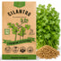 Cilantro Seeds Pack 5G