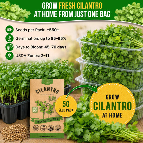 Cilantro Seeds Pack 5G