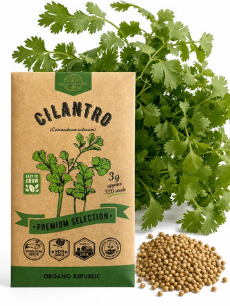 Cilantro Seeds