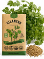 Cilantro Seeds