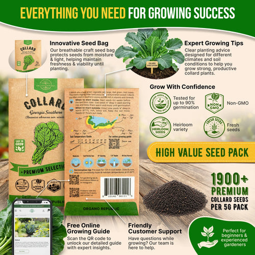Collard Georgia Southern Seeds Pack 5G