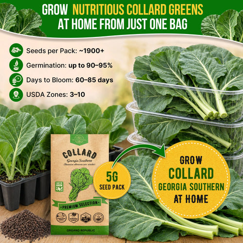 Collard Georgia Southern Seeds Pack 5G
