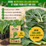 Collard Georgia Southern Seeds Pack 5G