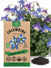 Columbine Seeds - Organo Republic