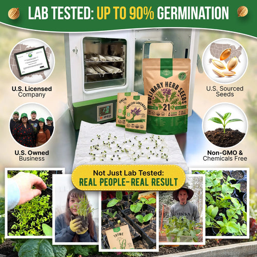 Culinary Herb Seeds Variety Pack Organo Republic