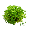 Cress Curled - 5G