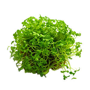 Cress Curled - 5G