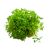 Cress Curled - 5G
