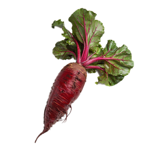 Beet Cylindra - 1.5G