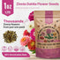 Dahlia Flowered Mix Zinnia Seeds Organo Republic