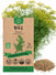 Dill Bouquet Seeds - Organo Republic