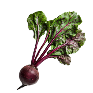 Beet Early Wonder - 2G