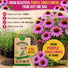 Echinacea Seeds Pack Organo Republic