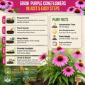 Echinacea Seeds Pack Organo Republic