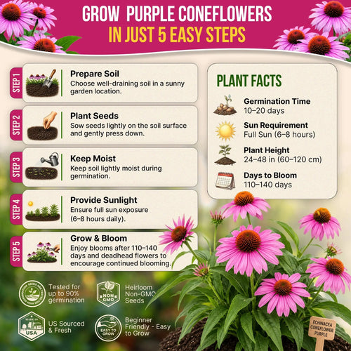Echinacea Seeds Pack Organo Republic