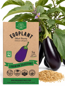 Black Beauty Eggplant Seeds – Non-GMO Heirloom
