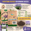 English Lavender Seeds Pack 2.5G