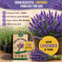 English Lavender Seeds Pack 2.5G