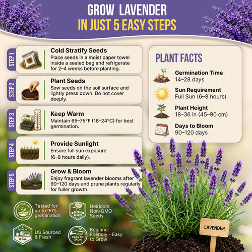 English Lavender Seeds Pack 2.5G