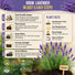 English Lavender Seeds Pack 2.5G