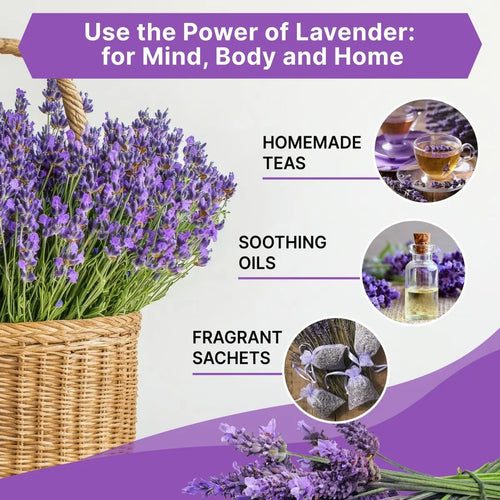 English Lavender Seeds Organo Republic