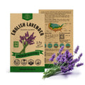 English Lavender Seeds Pack 2.5 G - Over 2,200 Non-GMO Heirloom Lavender Seeds for Planting Herbs in Individual Seed Packet, Herbs Seeds for Planting Home Garden Indoor & Outdoor Gardening - Organo Republic