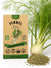 Fennel Florence Seeds