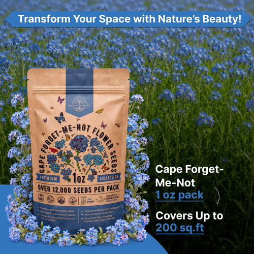 Cape Forget-Me-Not Seeds Organo Republic