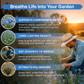 Cape Forget-Me-Not Seeds Organo Republic