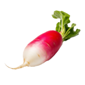 Radish French Breakfast - 2G