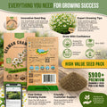 German Chamomile Seeds Pack 0.5G