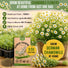 German Chamomile Seeds Pack 0.5G