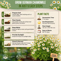 German Chamomile Seeds Pack 0.5G