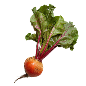 Beet Golden Detroit - 1G
