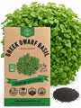 Greek Dwarf Basil Seeds - Organo Republic