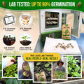 Green Globe Artichoke Seeds Pack 2G