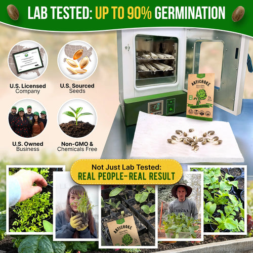 Green Globe Artichoke Seeds Pack 2G