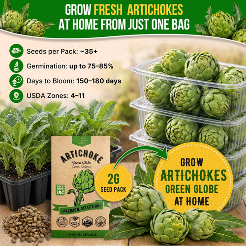Green Globe Artichoke Seeds Pack 2G