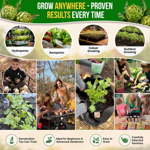 Green Globe Artichoke Seeds Pack 2G