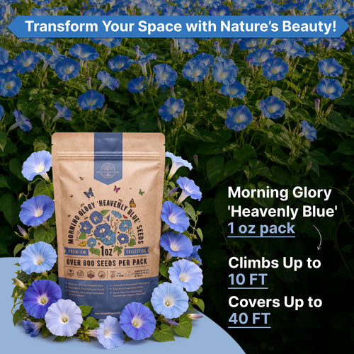 Heavenly Blue Morning Glory Seeds – Non-GMO Heirloom