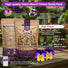 Helen Mount Johnny Jump-Up Seeds Organo Republic