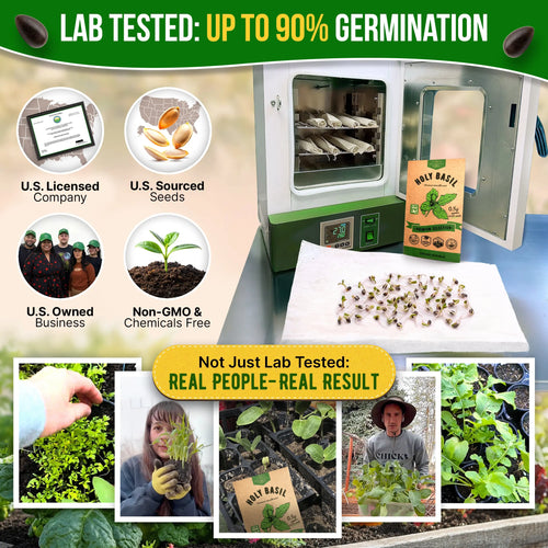Holy Basil Seeds Pack 0.5G