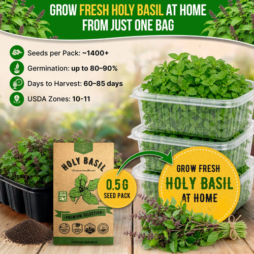 Holy Basil Seeds Pack 0.5G