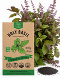 Holy Basil Seeds – Tulsi, Non-GMO Heirloom