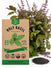 Holy Basil Seeds - Organo Republic