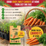 Imperator 58 Carrot Seeds Pack 2G