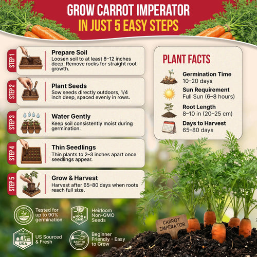 Imperator 58 Carrot Seeds Pack 2G