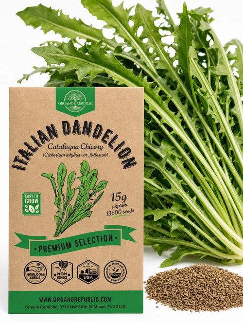Italian Dandelion Catalogna Chicory Seeds – Non-GMO Heirloom