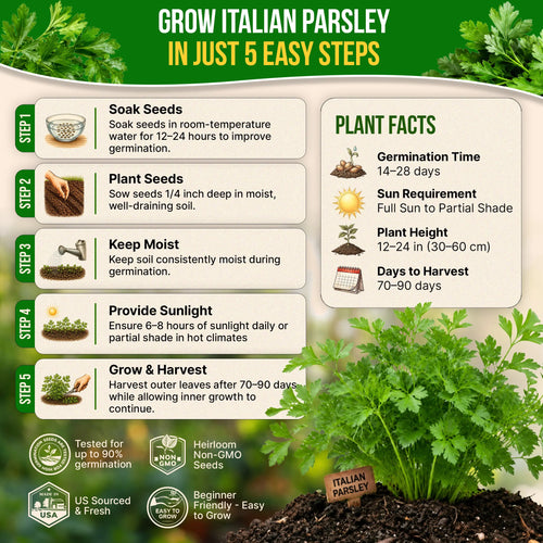 Italian Parsley Seeds Pack 5G