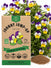 Johnny Jump-Up Seeds - Organo Republic